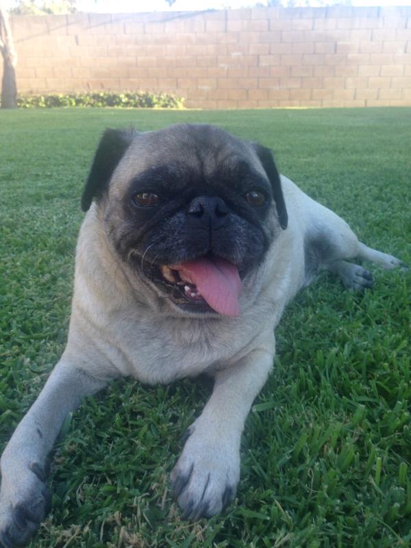/images/uploads/pug nation rescue of los angeles/pugnation2020/entries/11710thumb.jpg
